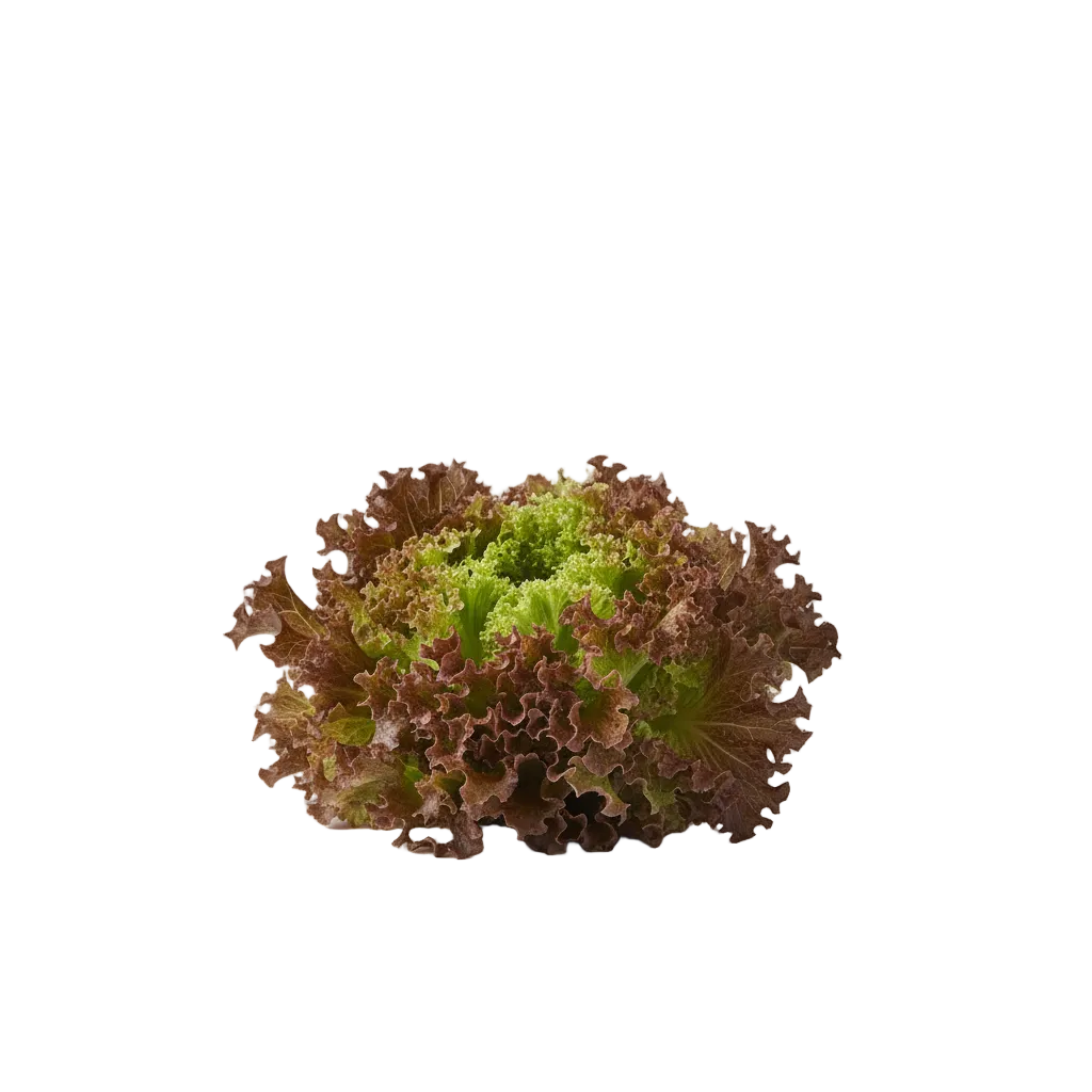 קצת יותר גדול 